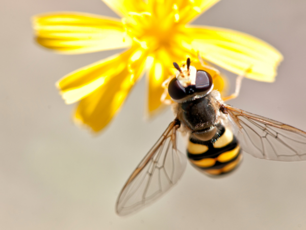 Picaduras de himenópteros en verano: Todo lo que debes saber sobre esta alergia y cómo protegerte