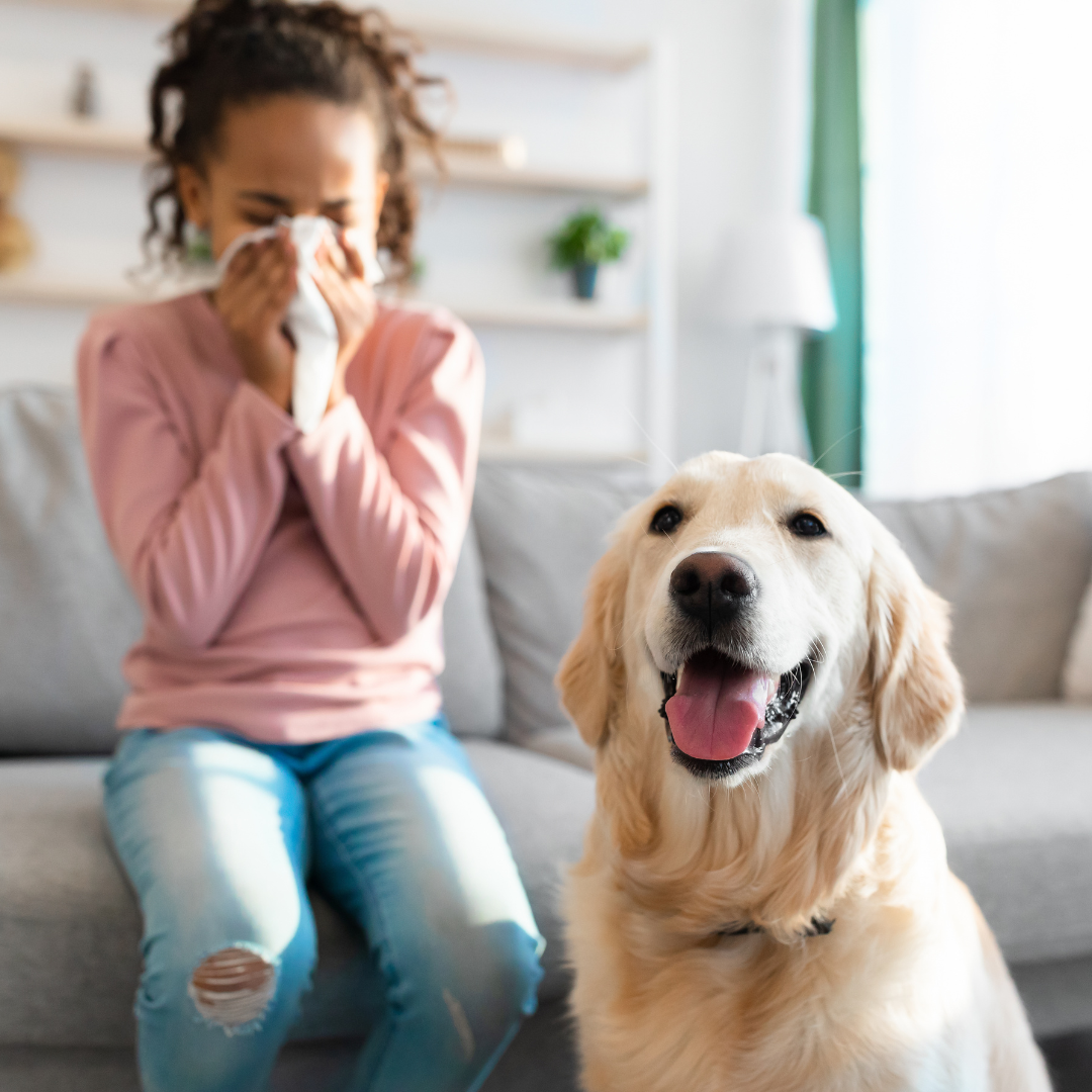 En este momento estás viendo Alergia a los animales: cómo convivir con mascotas si eres alérgico